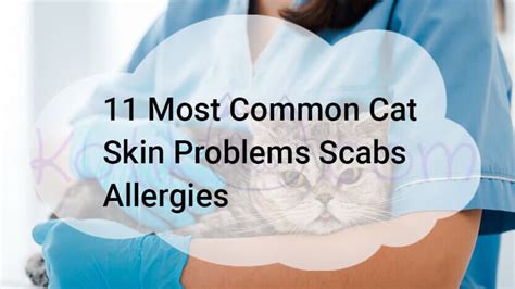 11 Most common cat skin problems, how can I treat my cats skin problems, common symptoms of cat ...