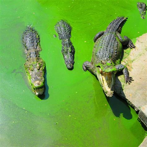 Samut Prakan Crocodile Farm and Zoo - All You Need to Know BEFORE You Go (2025)