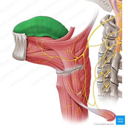 Tongue: Nerve and blood supply (lingual artery) | Kenhub