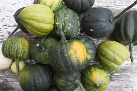 When to Pick Acorn Squash » Top Tips on Harvesting