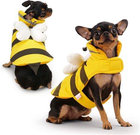 Best Chihuahua Halloween Costumes You Will Love.