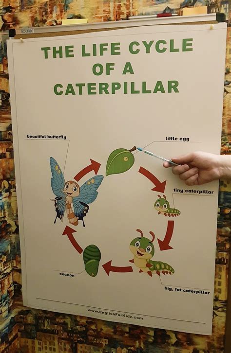 Life Cycle Of Caterpillar Ks1