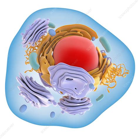 Animal cell organelles, artwork - Stock Image - C016/0621 | Cell organelles, Animal cell, Organelles