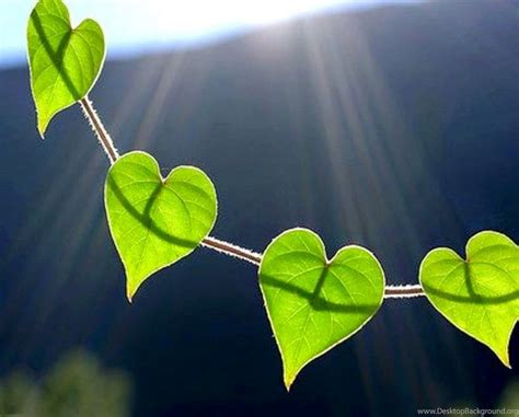 Nature Hearts Wallpapers Free Download Desktop Background