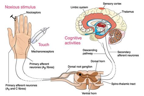 Pin on Complex Regional Pain Syndrome/Reflex Sympathetic Dystrophy ...