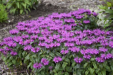 Monarda Pictures - National Garden Bureau