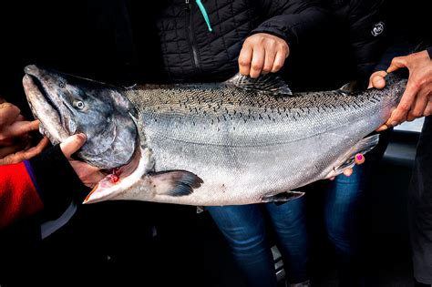 King salmon arrives in stores, commanding royal prices; relief could come soon - SFChronicle.com