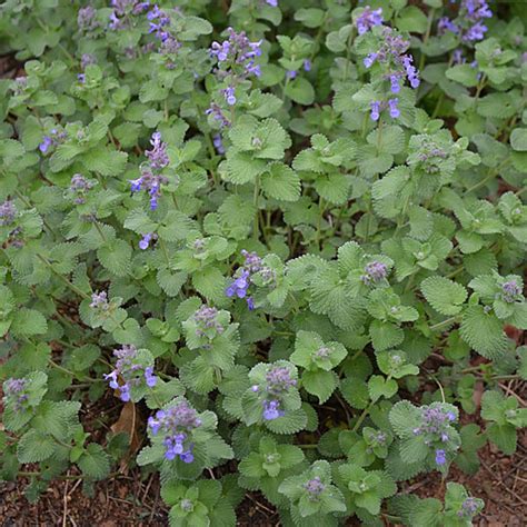 Cat mint/catnip seedsCatnip Herb seeds Heirloom Cat mint | Etsy