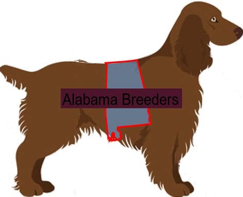 Top Sussex Spaniel Puppy Breeders in 2023