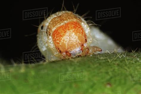 Agriculture - Closeup of the head of a Bollworm (Helicoverpa zea) larva ...