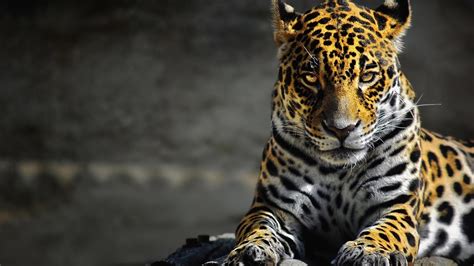 Jaguar Animal Hd Wallpapers High Quality Desktop, iphone and android ...