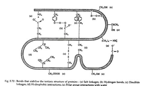 biochemistry - Which textbook is this image on protein tertiary structure from? - Chemistry ...