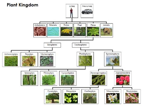 Plant Kingdom Charts & Cards | Kingdom plantae, Classifying plants, Teacher favorite things