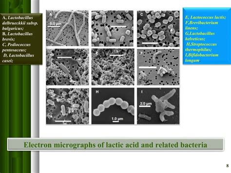 Classification of Lactic acid bacteria