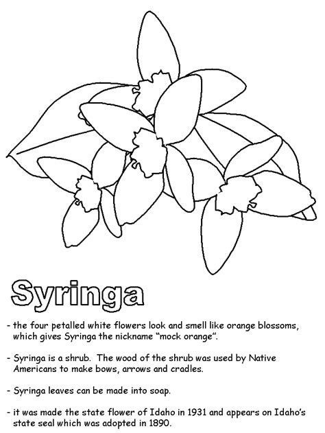 State Symbols Coloring Pages - Coloring Home