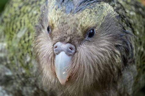 50 Kooky Kakapo Facts: The Only Flightless Parrot - Facts.net