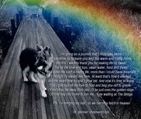 Rainbow Bridge Dog Quotes - Inspiration