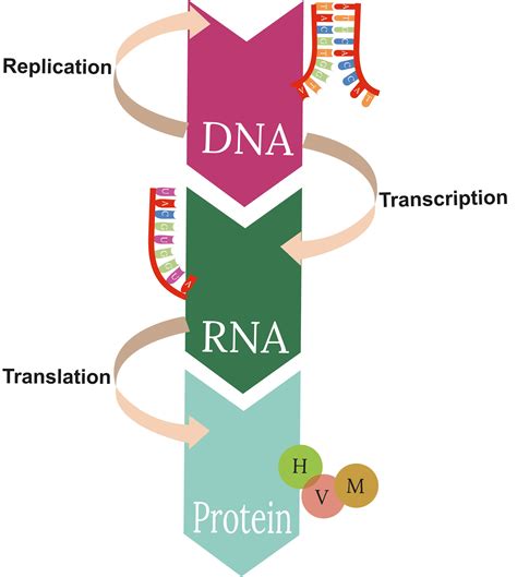 Central Dogma Flow Chart