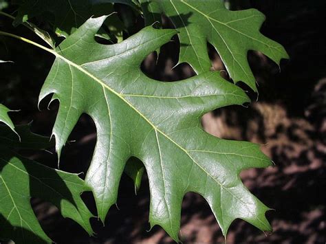 ISU Forestry Extension - Tree Identification: Red Oak (Quercus rubra) | Tree identification, Red ...