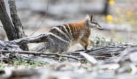 Numbat Gallery — Project Numbat