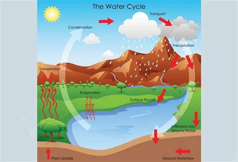 Water Cycle Explanation for Kids - Process and Facts