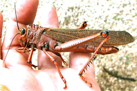 Giant Grasshopper, TROPIDACRIS CRISTATA ssp. DUX