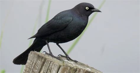 Brewer's Blackbird Identification, All About Birds, Cornell Lab of Ornithology