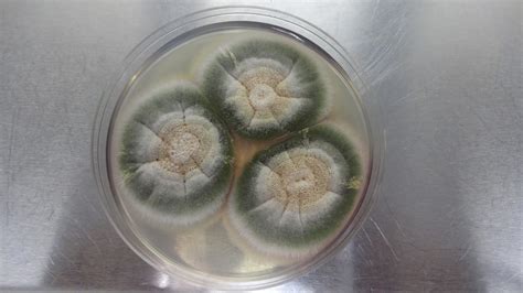 Sustainable Mycology: Aspergillus nidulans