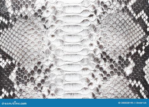 Scaly Texture of Leather Background, Luxury Python Skin Stock Image ...