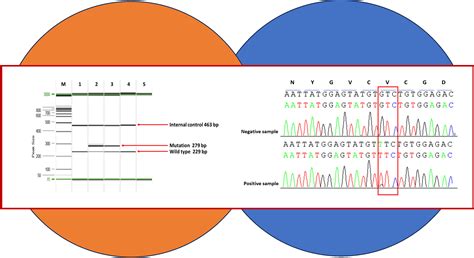 Determination of the JAK2 V617F mutation in thrombosis patients ...