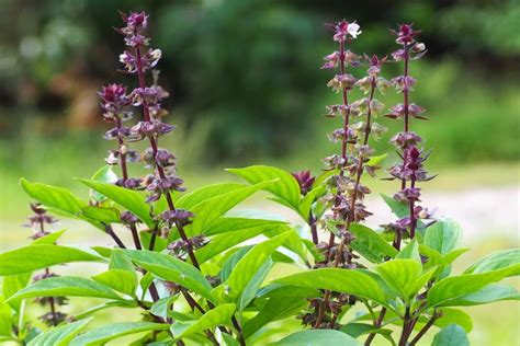 Thai basil plants: planting, harvesting & uses - Plantura