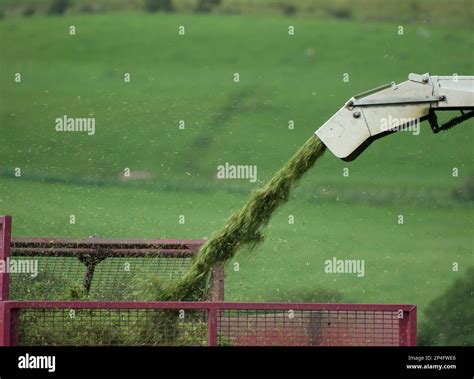 Harvesting grass for silage, close up of grass leaving the chute and entering the trailer ...