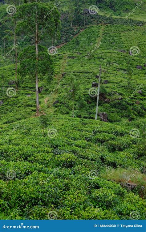 Nuwara Eliya Tea Plantations. Sri Lanka Stock Photo - Image of ...