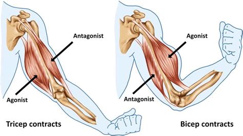 Diagram of Antagonistic pairs | Quizlet