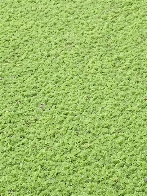 Azolla Benefits For Animals: Nutritional content and potential as a ...