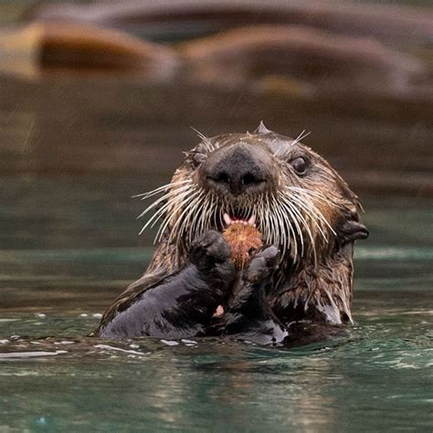 Seaotter pictures information | National Geographic