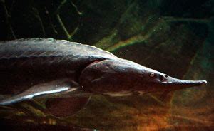 Sturgeon species at risk, but some Great Lakes populations on the rise - Lake Scientist