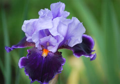 Purple Irises Wallpapers - Wallpaper Cave