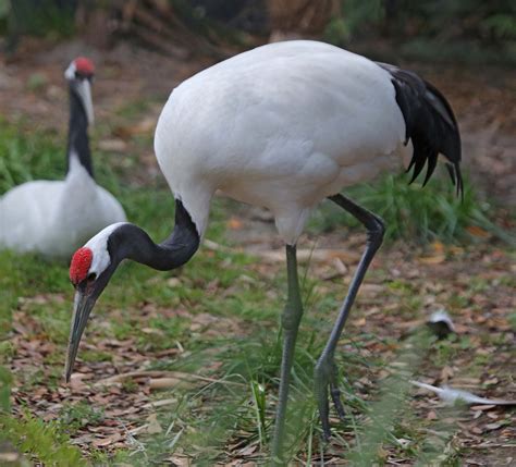 Pictures and information on Red-crowned Crane