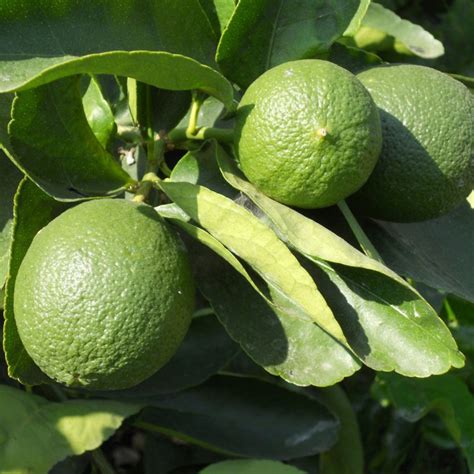 2-3 Year Old Persian Lime Tree | LemonCitrusTree Since 2004