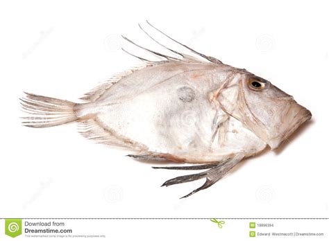 John Dory Fish Stock Images - Image: 18896394