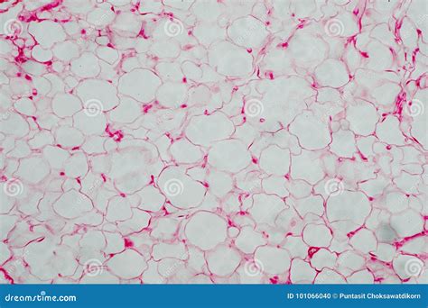 Human body fat cells stock illustration. Illustration of graphic - 101066040