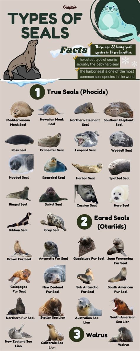 Dive Into the Ocean: Full Guide To All 33 Types of Seals