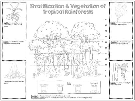 Gcse Rainforest Layers And Plant Adaptations Colouring Revision Sheet ...