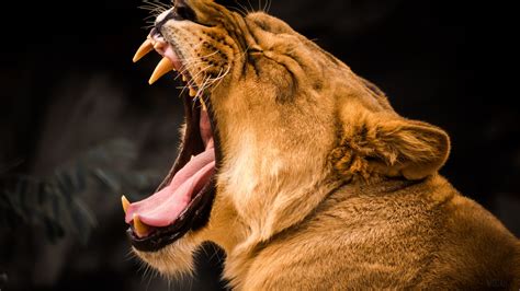 Lion Roaring 4k, HD Wallpaper | Rare Gallery