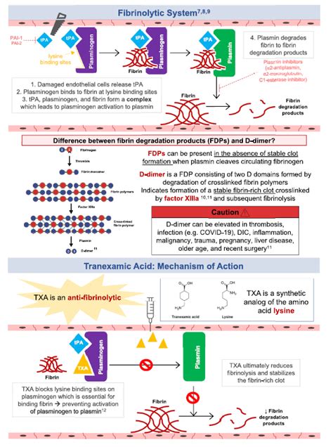 Tranexamic Acid Mechanism of Action - ClarertLucas