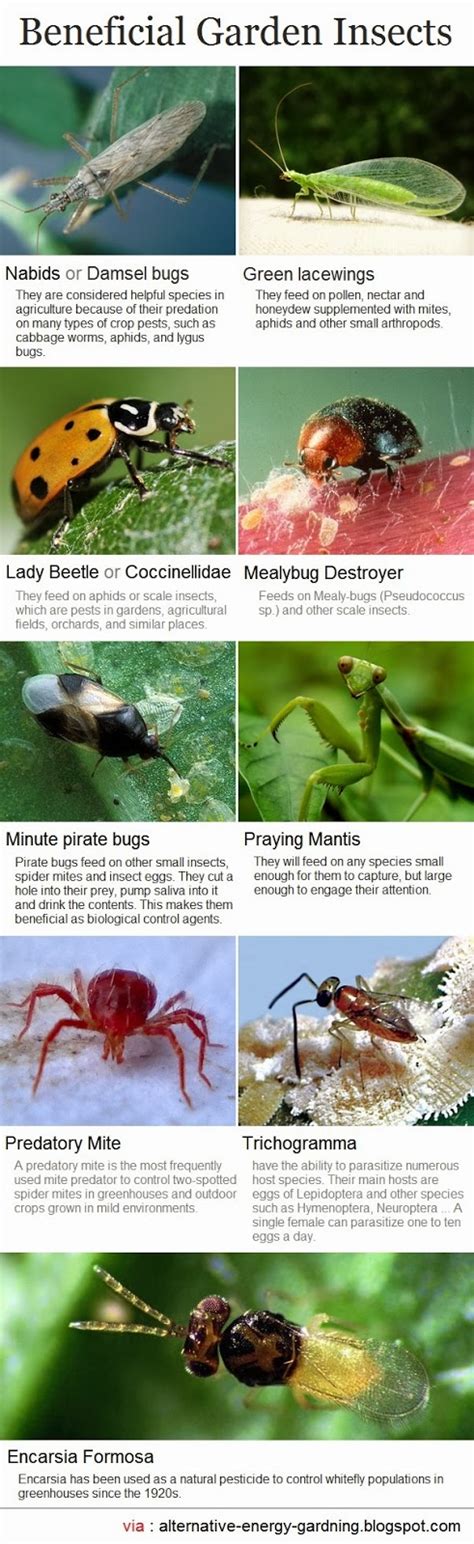 Beneficial Garden Insects