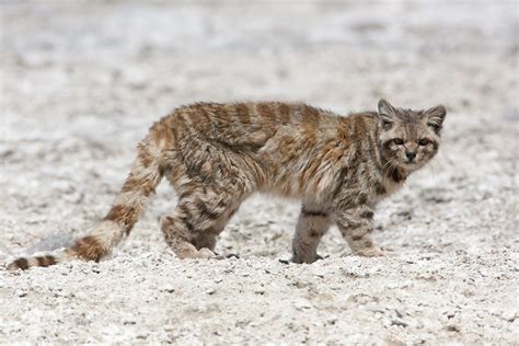 41 HQ Pictures Andean Mountain Cat Habitat - Andean Mountain Cat ...