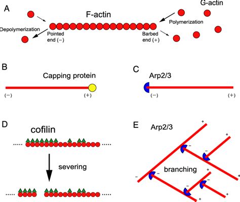 Actin filament kinetics. (A) Filamentous actin (F-actin) is a polar ...