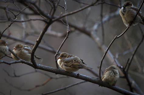 India: Sparrow couple married off by villagers to protect their ...